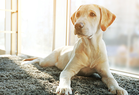 Deshedding discount a labrador